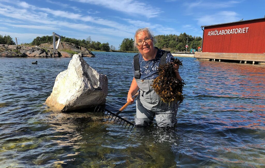 Professor Lena Kautsky tror att månens dragningskraft påverkar blåstångens fortplantning. Foto: Nils Kautsky