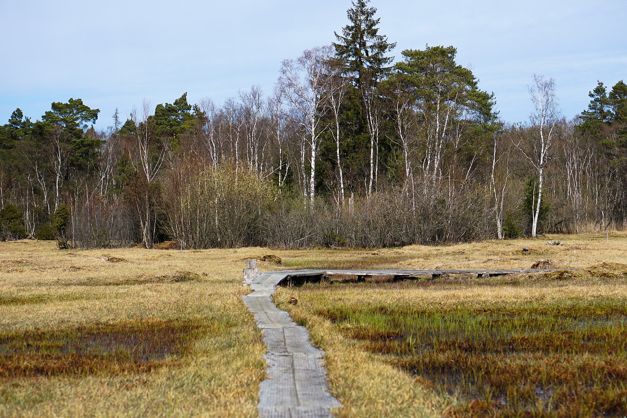 Att återställa myrmarker kan skapa hydrologiska buffertar som motverkar översvämningar, uppger Sveriges lantbruksuniversitet. Foto: Wikimedia commons / Vardagssebbe