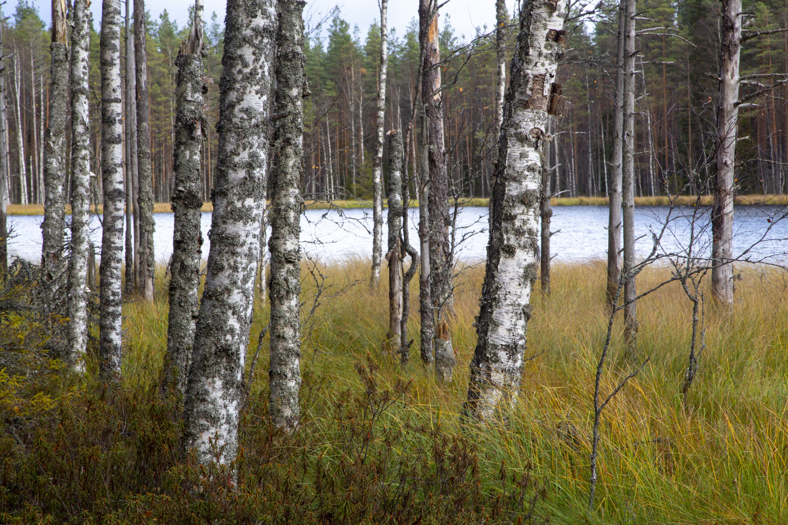 Förordningen för återställande av natur medföra stora kostnader för Finland.