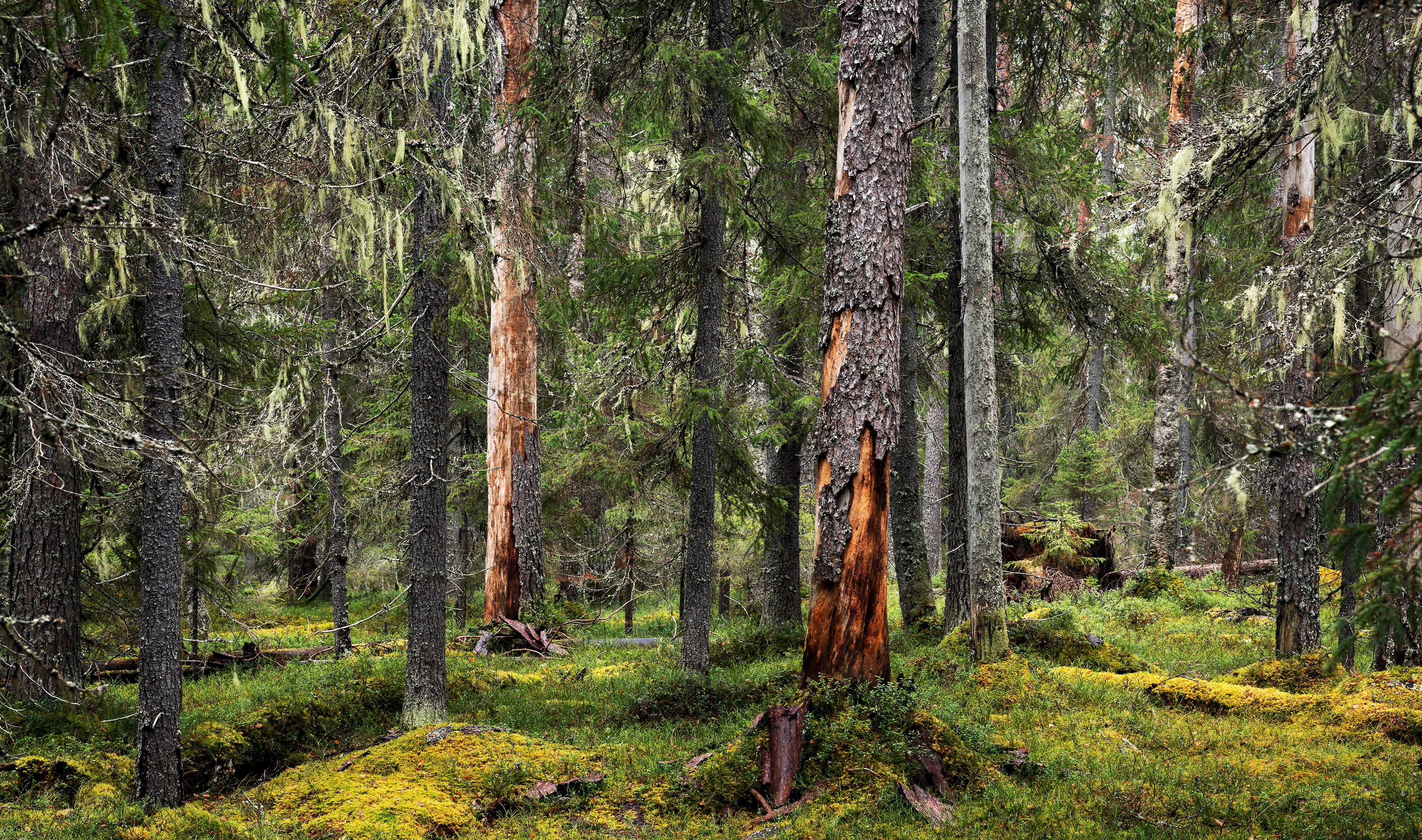 Ritva Kovalainens och Sanni Seppos utställning Nordanvindsskogen lyfter fram de hotade gammelskogarna. Foto: Sanni Seppo