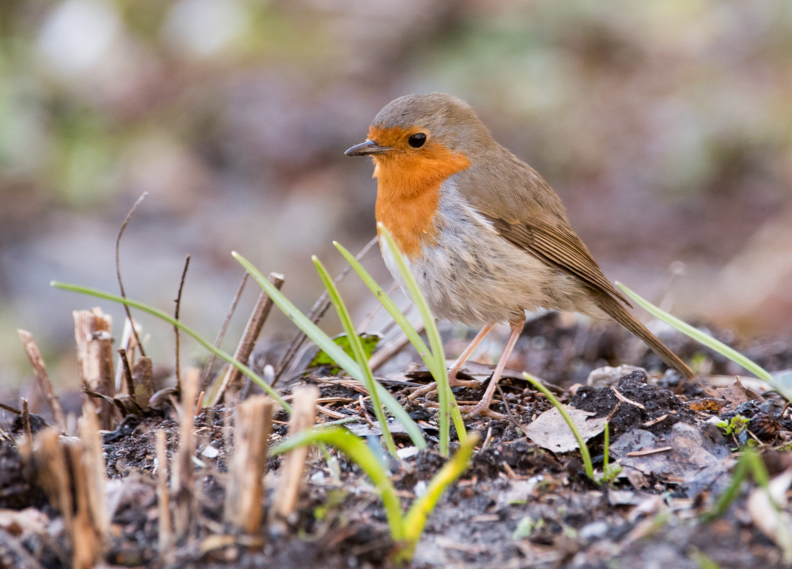 De flesta vanliga fågelarters bestånd minskar i Finland.