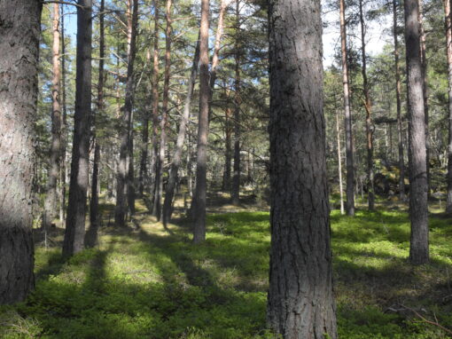 Utbredd talldöd plågar Åbolands skärgård