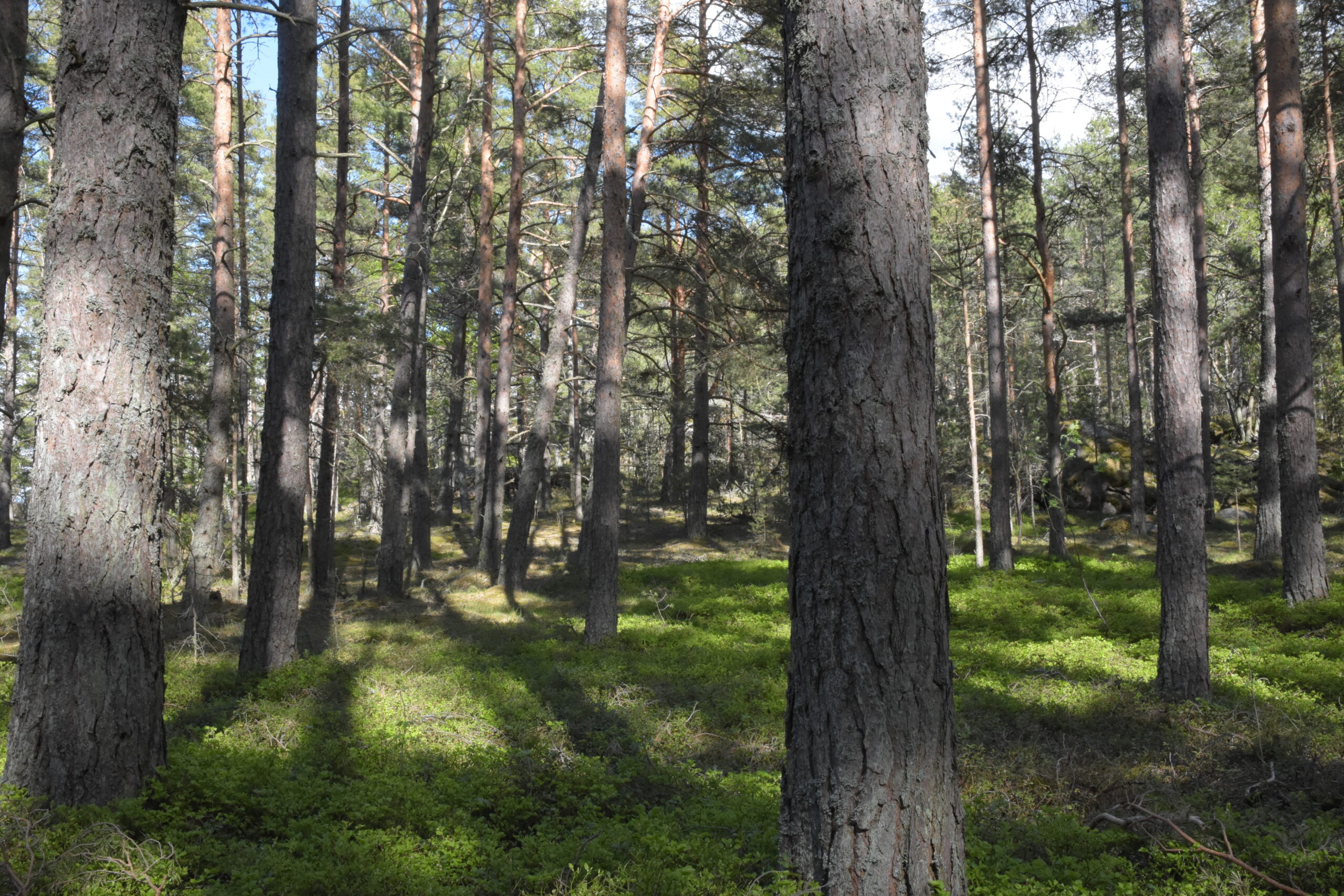 Allt fler tallar stryker med på grund av värmeböljor i sydvästra Finland. Foto: Mikael Sjövall