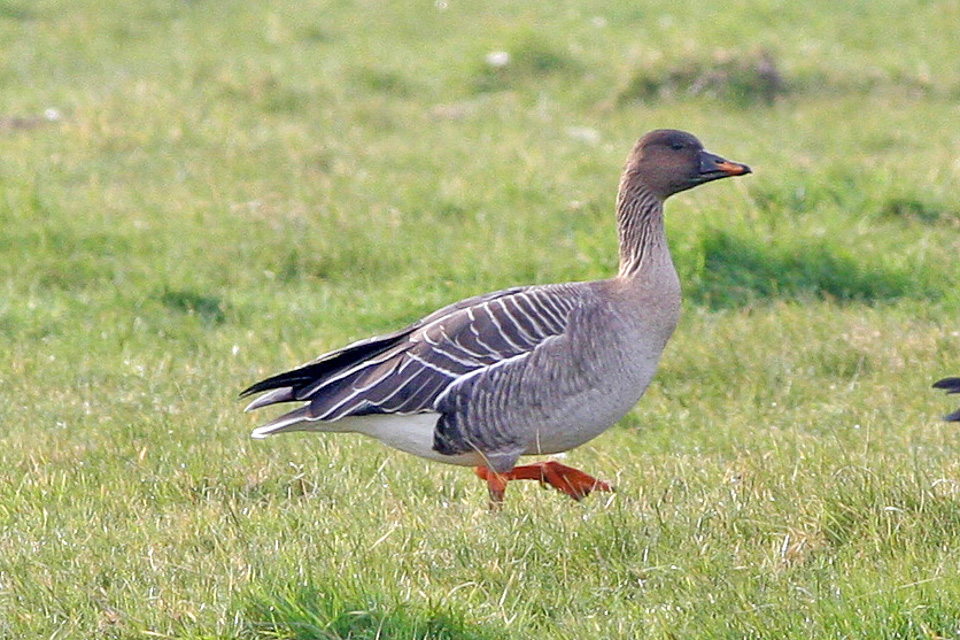 Tundrasädgåsen är enligt den senaste artdatabanken och inventeringen av rödlistade arter en starkt hotad art i Finland. Foto: Wikimedia commons / Ron Knight