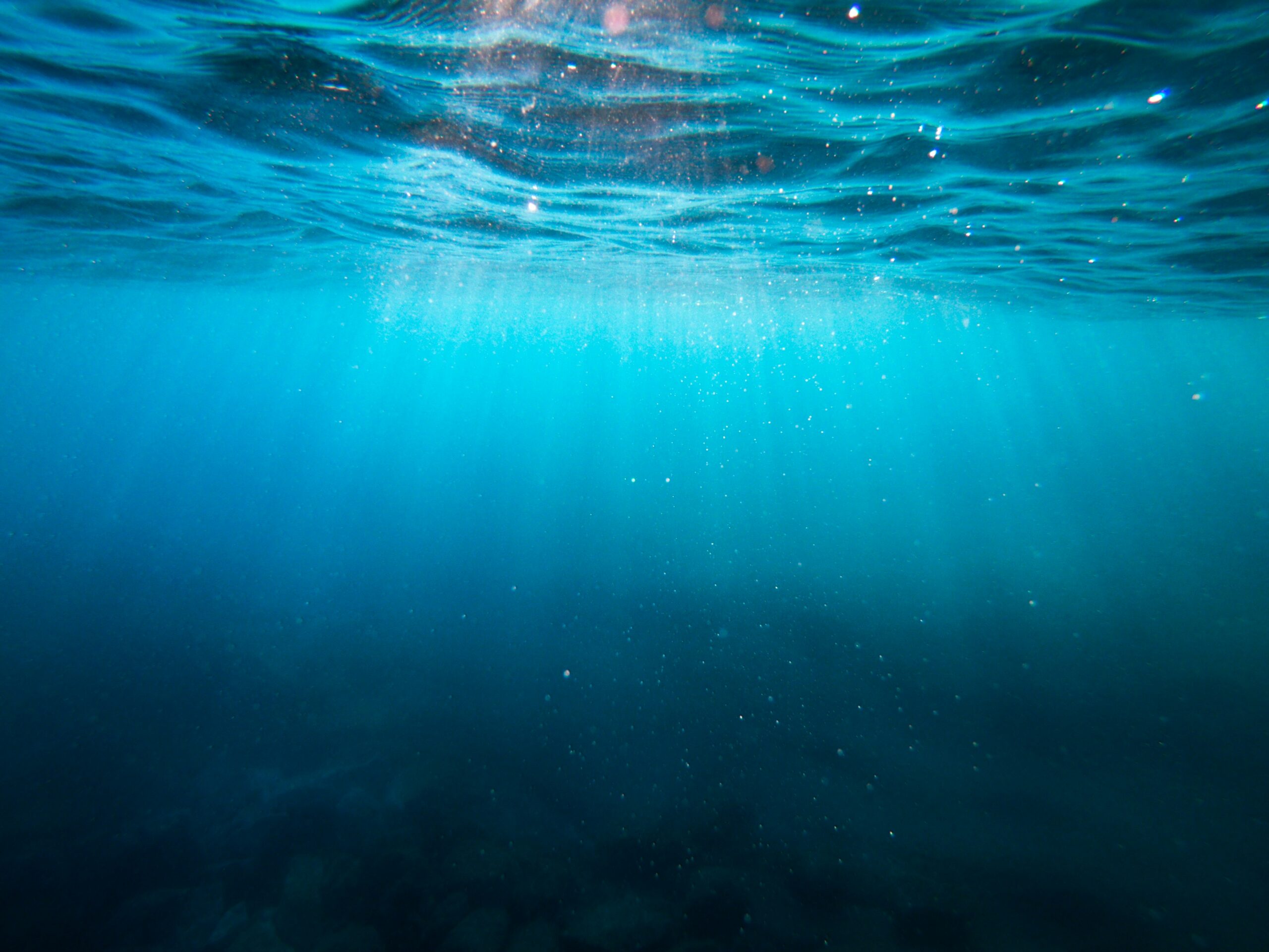 Undervattensbullret i Östersjön försvårar torskens fortplantning. Foto: Cristian Palmer/Unsplash