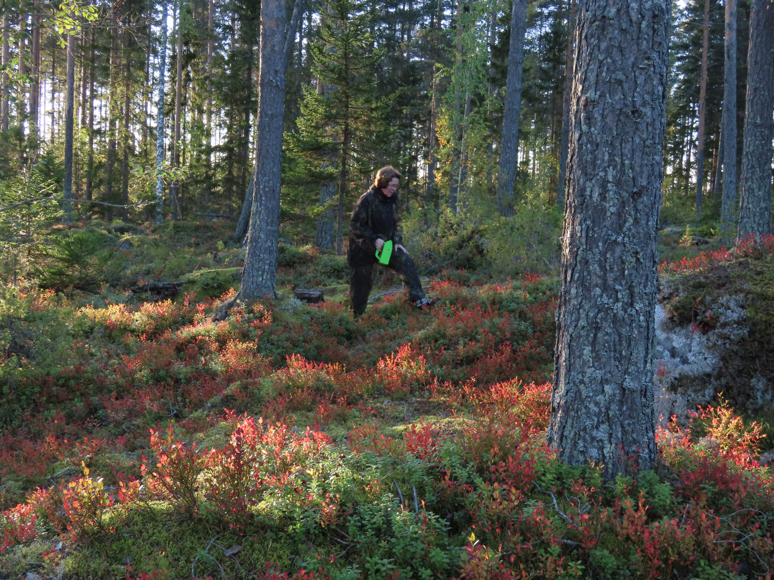 Bärplockning är en hälsosam sysselsättning som ger vitaminrika och sockersöta bär att njuta av under vintermånaderna. Foto: Hans Hästbacka