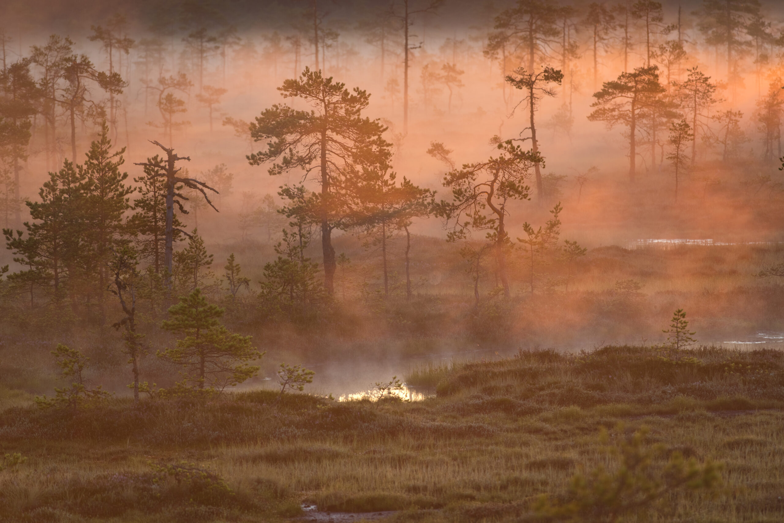 Miljöministeriet anser att en återställning av utdikade myrmarker är ett kostnadseffektivt sätt att restaurera natur. Foto: Ansel Siegenthaler / Finlands naturskyddsförbund