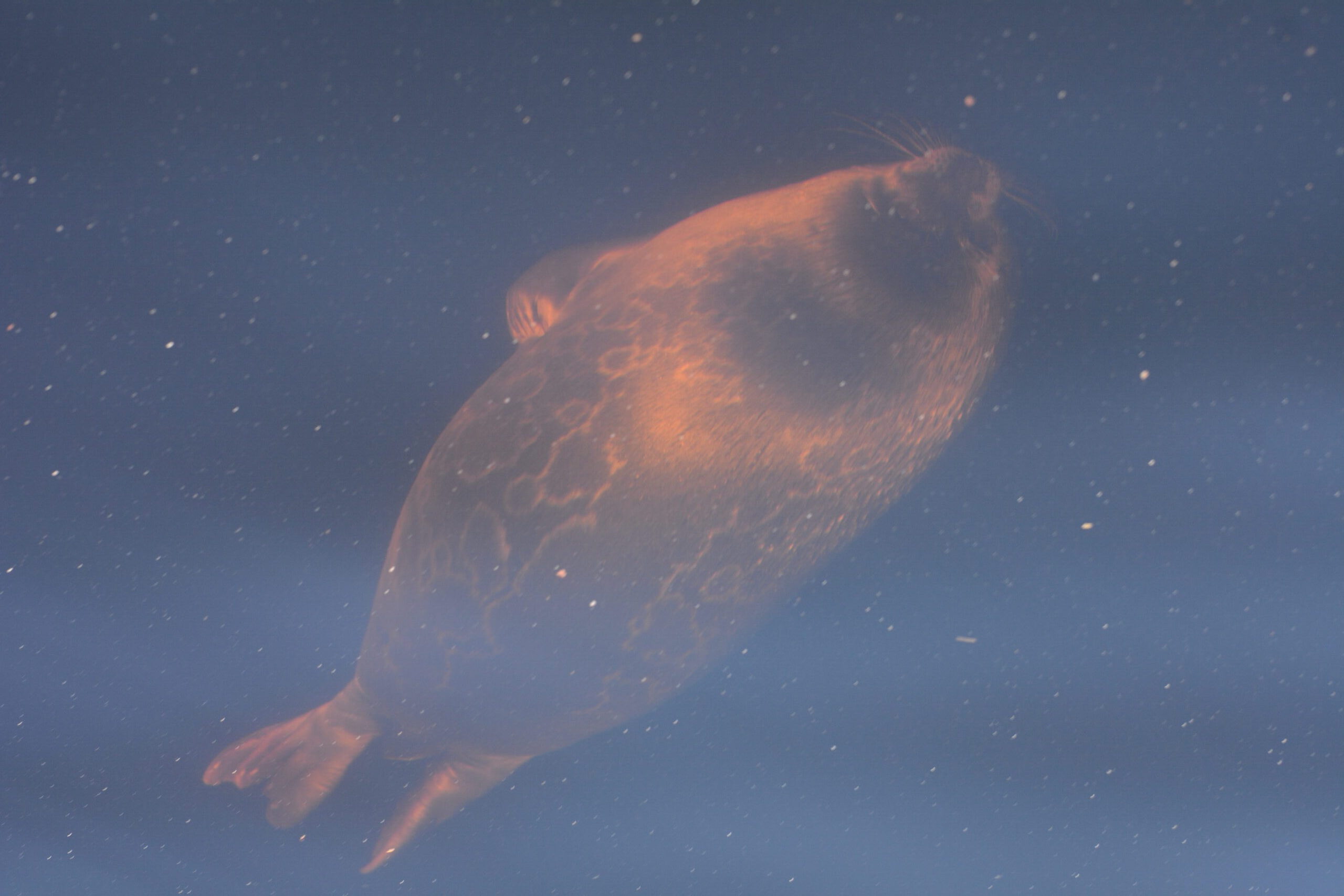 Saimenvikarkutarna &auml;r mest utsatta f&ouml;r fiskeredskapen. Foto: Miina Auttila