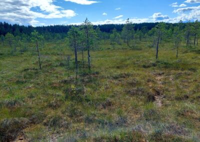 Ny forskning: Återställning av våtmarker ger stor klimatnytta