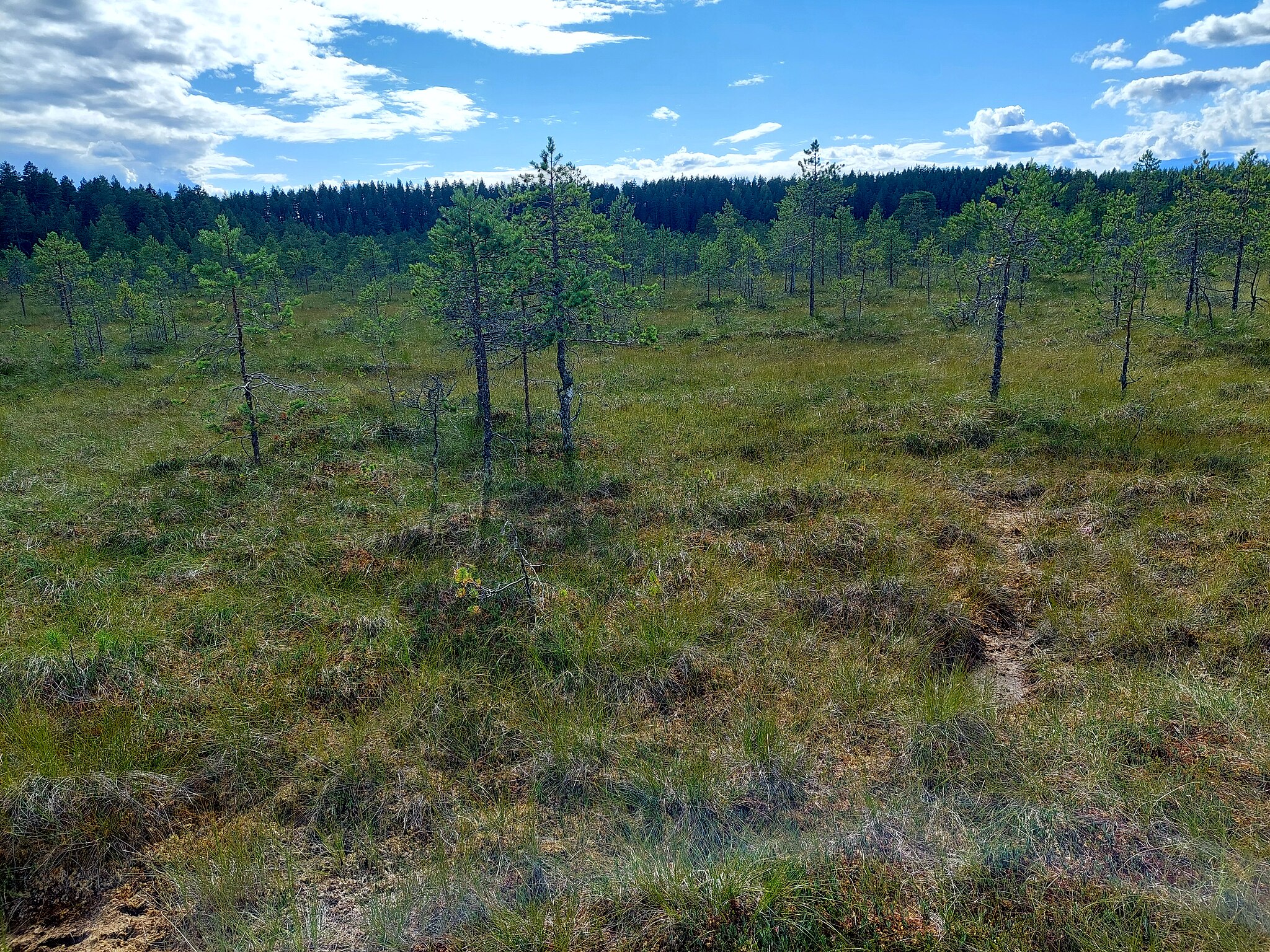 Ny forskning visar att återställningen av utdikade boreala våtmarker kan ha stor inverkan på markens förmåga att binda kol. Foto: Wikimedia Commons / J Hokkanen