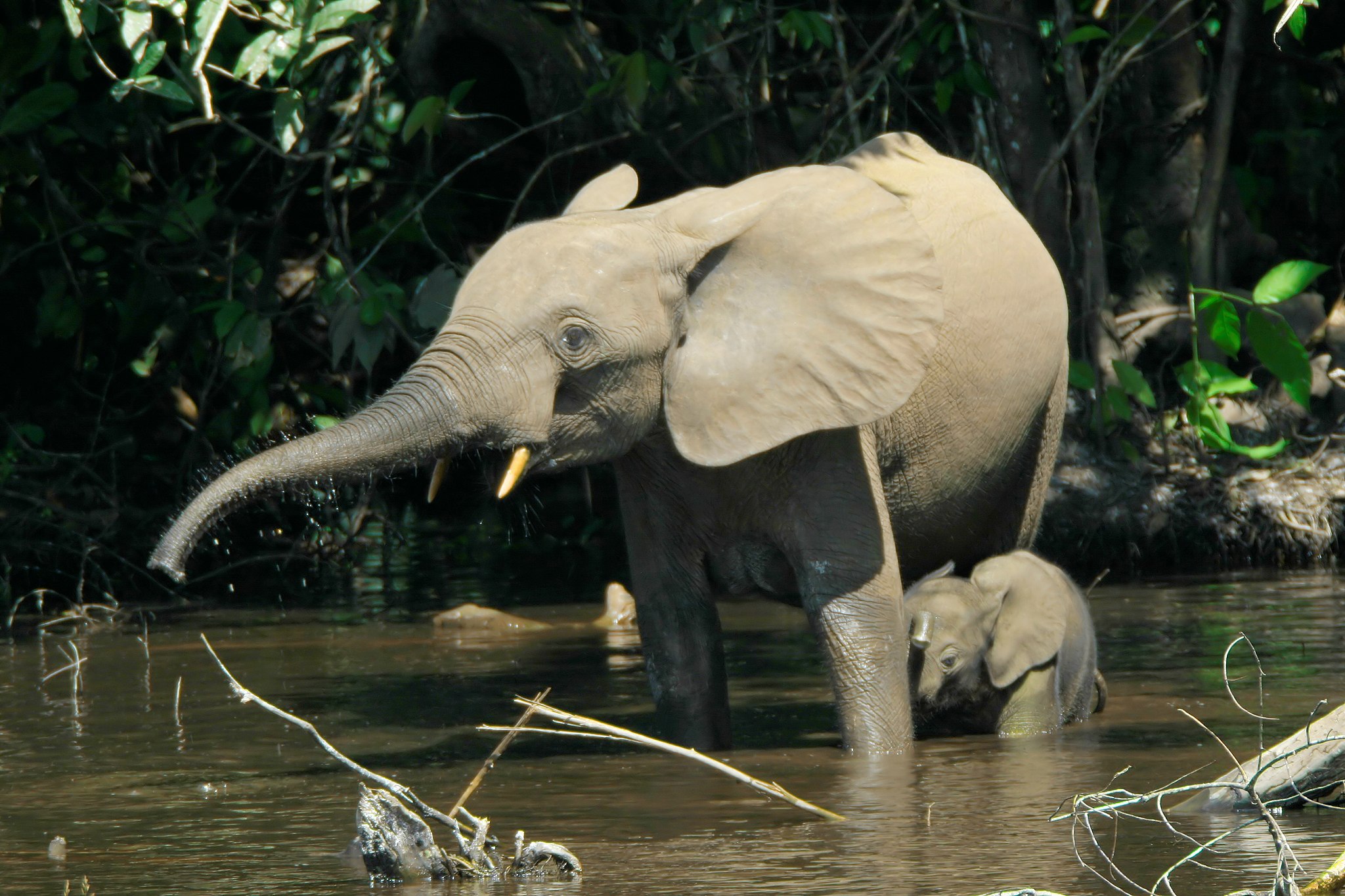 Beståndet av afrikansk skogselefant har minskat med cirka 80 procent mellan 2004 och 2014 i Minkébé Nationalpark i Gabon, främst på grund av tjuvjakt. Foto: Wikimedia Commons / Thomas Breuer