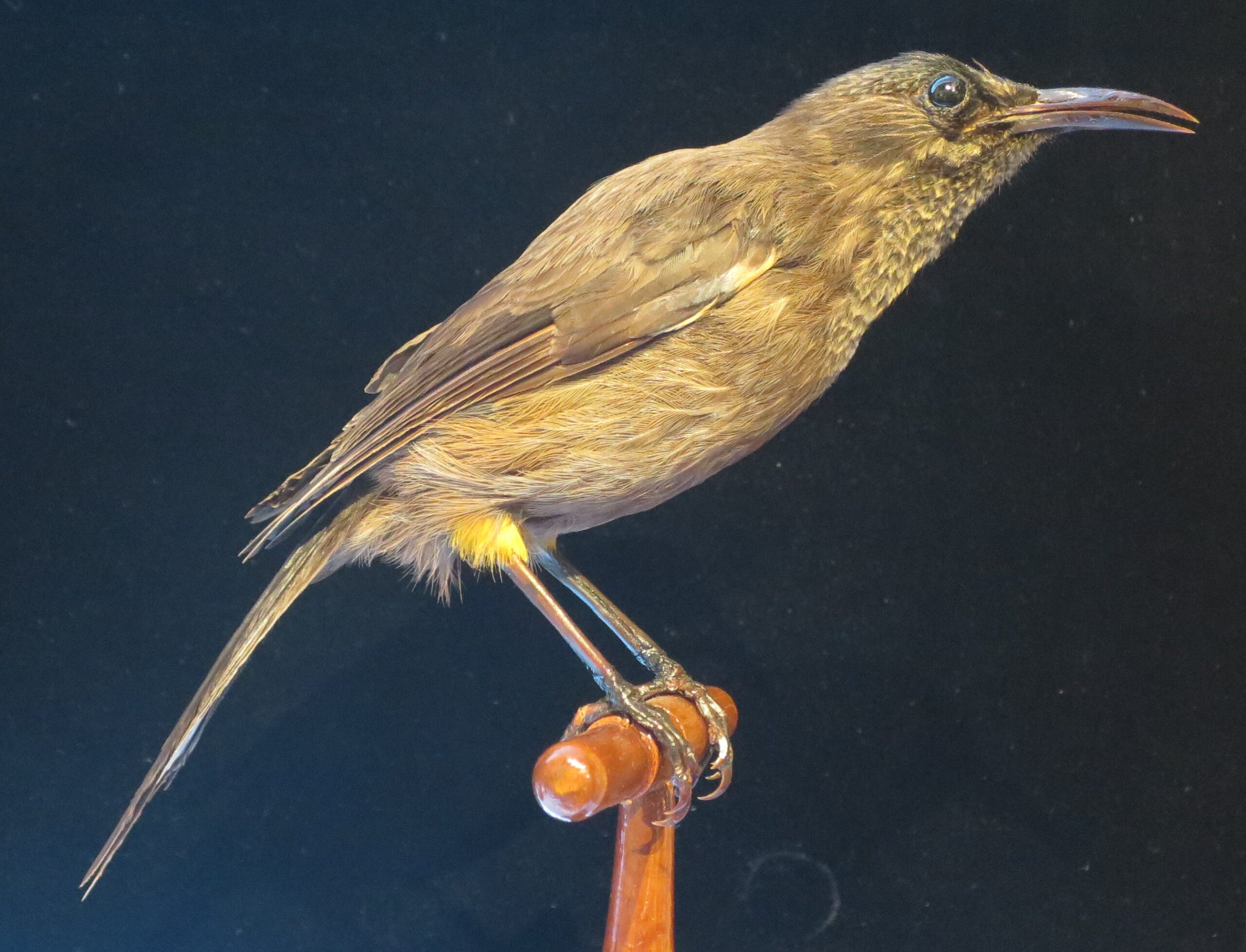 Sångfågeln kauai-oo (Moho braccatus Cassin) förklarades utdöd i fjol. Fågelarten förekom tidigare på ön Kauai i Hawaii.Foto: Wikimedia commons / Hiart