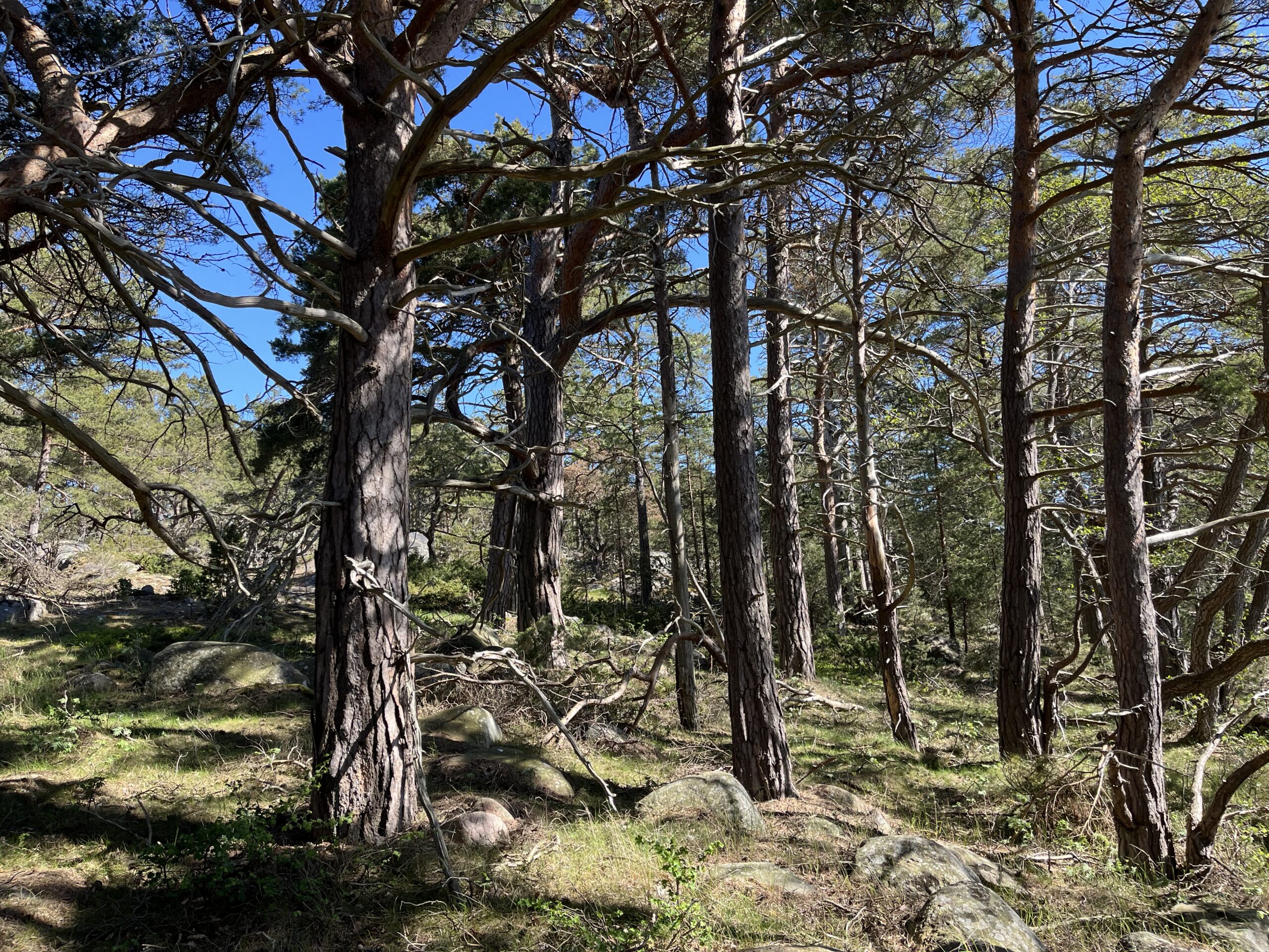 Det nya skyddsområdet hyser bland annat värdefulla tallar på Bodös huvudö. Foto: Antti Palmunen