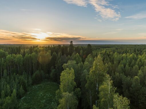 Klimatforskare varnar – vi är på väg mot 2,7 grader