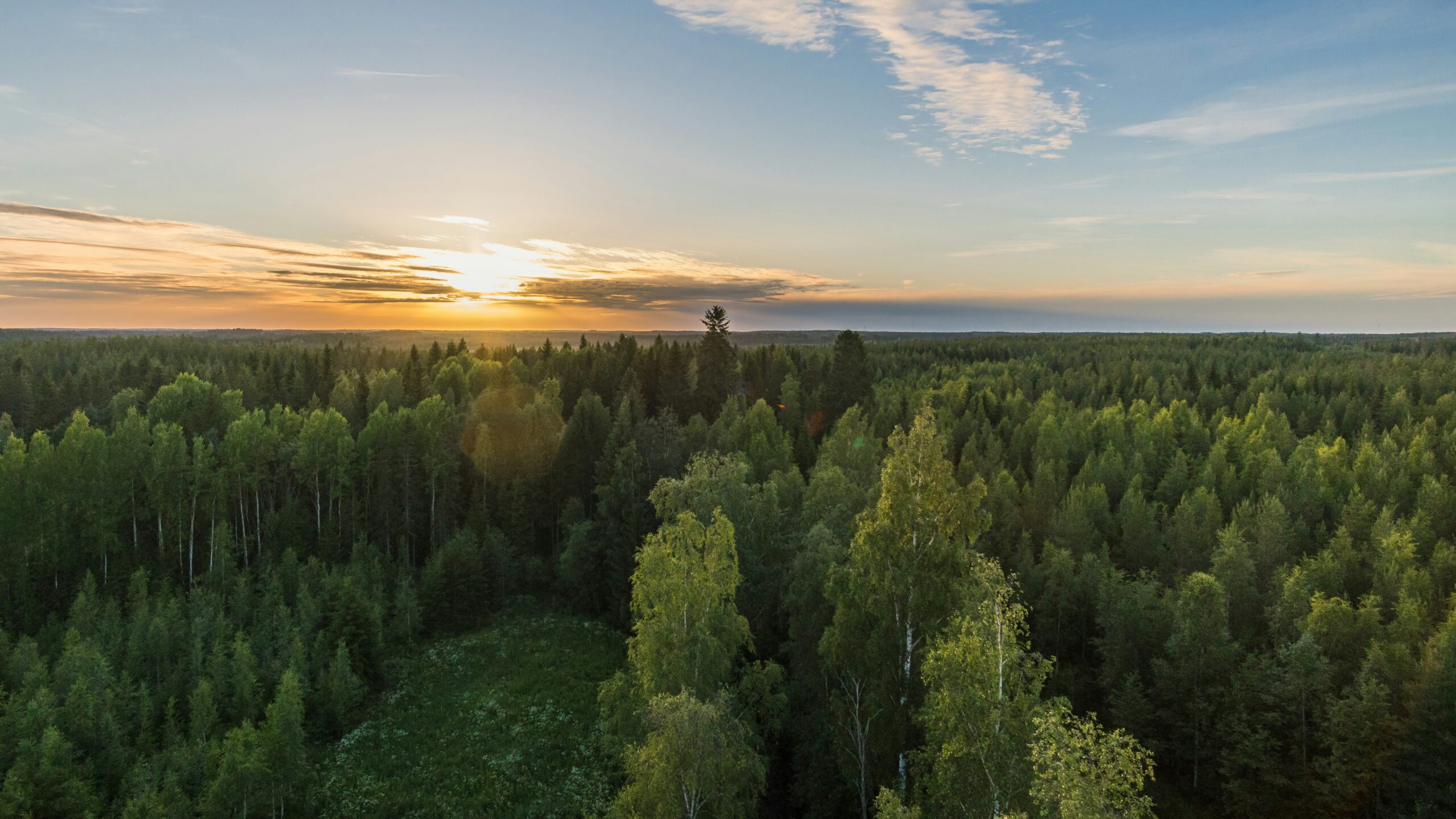 De boreala skogarna tar upp allt mindre koldioxid, vilket gör det ännu svårare att uppnå klimatmålen. Foto: Juho Luomala / Unsplash