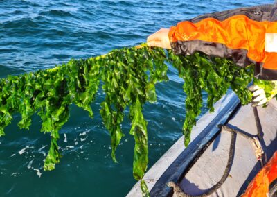 Havets sallad kan bli en viktig proteinkälla