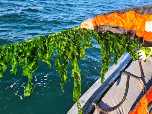 Havets sallad kan bli en viktig proteinkälla