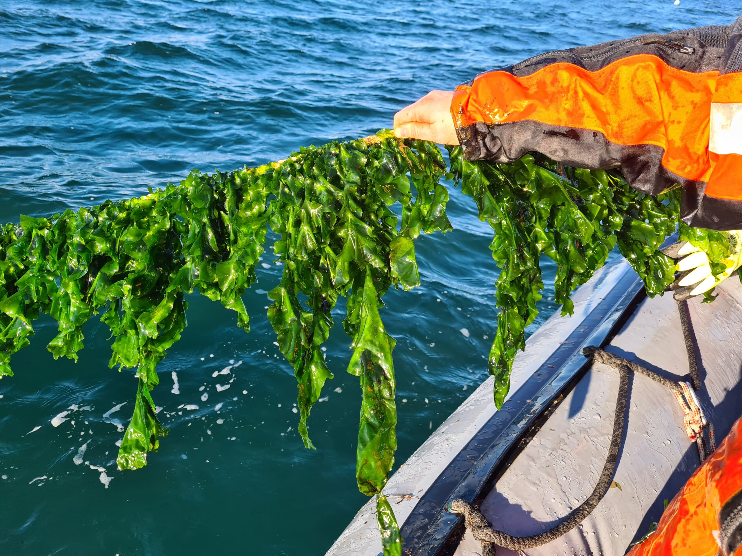 Förutom proteiner innehåller havssallaten också vitamin B12 och samma sorts omega-3-fettsyror som finns i fet fisk. Foto: Chalmers tekniska högskola