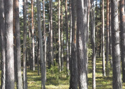 Ytan av världens skogar minskar – i Finland stagnerar trädens tillväxt