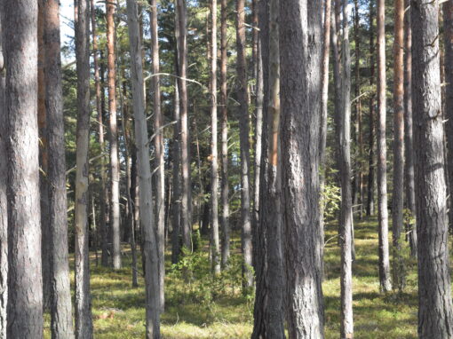 Ytan av världens skogar minskar – i Finland stagnerar trädens tillväxt