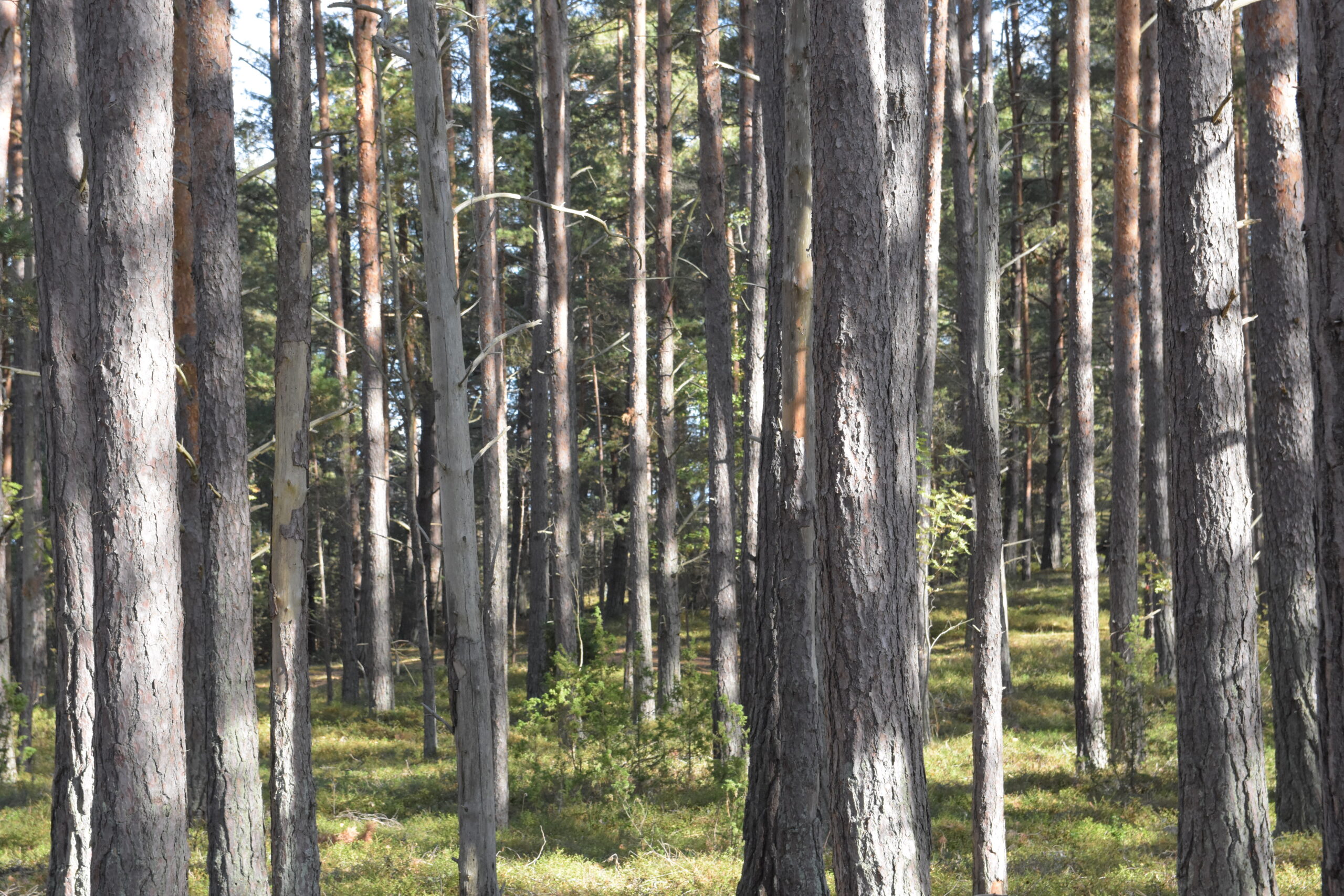 De finländska trädens naturliga tillväxt verkar ha stannat på en viss nivå, enligt ny forskning. Det kan ha att göra med torka eller bristande variation i åldersklasserna i skogen. Foto: Mikael Sjövall