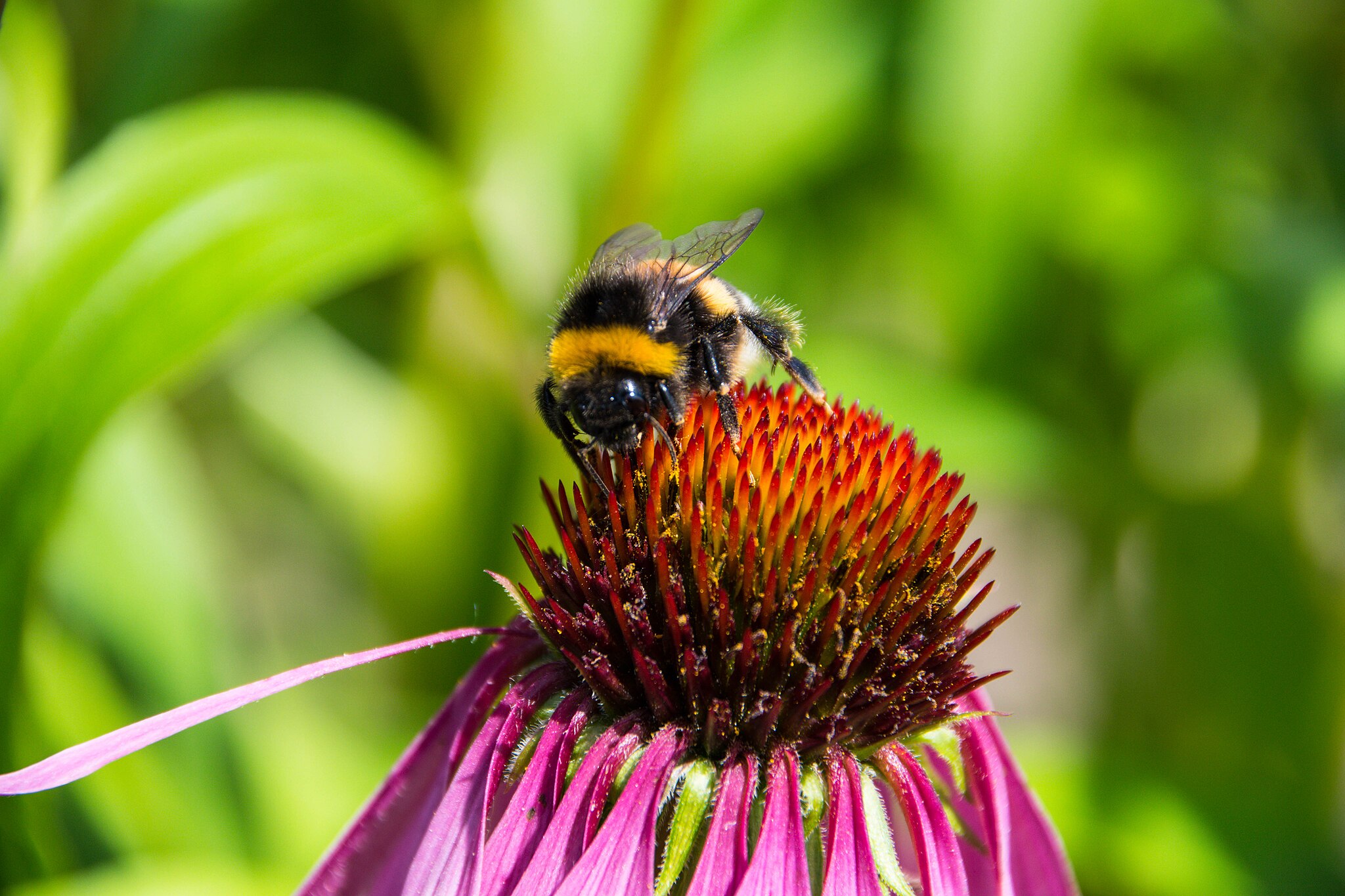 Upp till 75 procent av insekternas biomassa kan ha försvunnit de senaste 50 åren. DNA-streckkoder kan hjälpa forskarna att bromsa naturförlusten. Foto: Wikimedia Commons / Maria Eklind