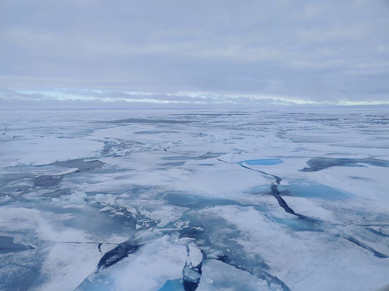 Havsisen vid Arktis var endast en meter tjock i samband med forskarnas senaste expedition. Foto: Havsisen i Arktis blir allt tunnare, rapporterar klimatologer vid Göteborgs universitet. Foto: Céline Heuzé