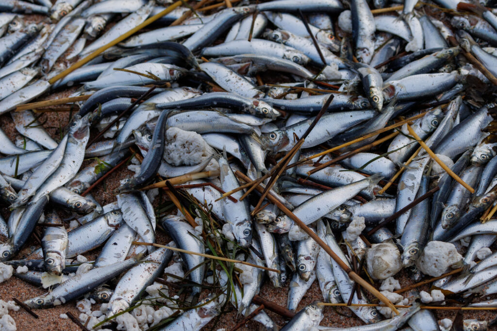 Drivor av död fisk och vita fettklumpar har spolats i land på Hangös stränder. Foto: Casimir Bernhard