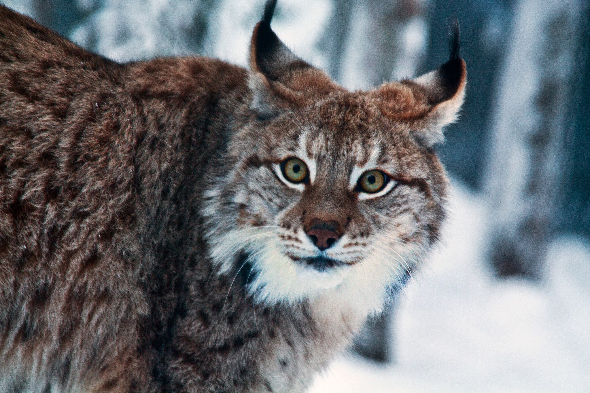 Forststyrelsen har gett grönt ljus för jakten på lodjur och varg i naturreservat i norra Finland. Foto: Wikimedia Commons / Idobi