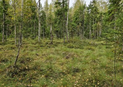 Esbo skyddar 120 hektar skog och myrmark