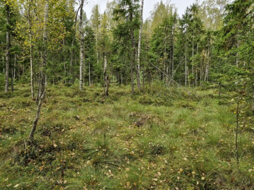 Esbo skyddar 120 hektar skog och myrmark