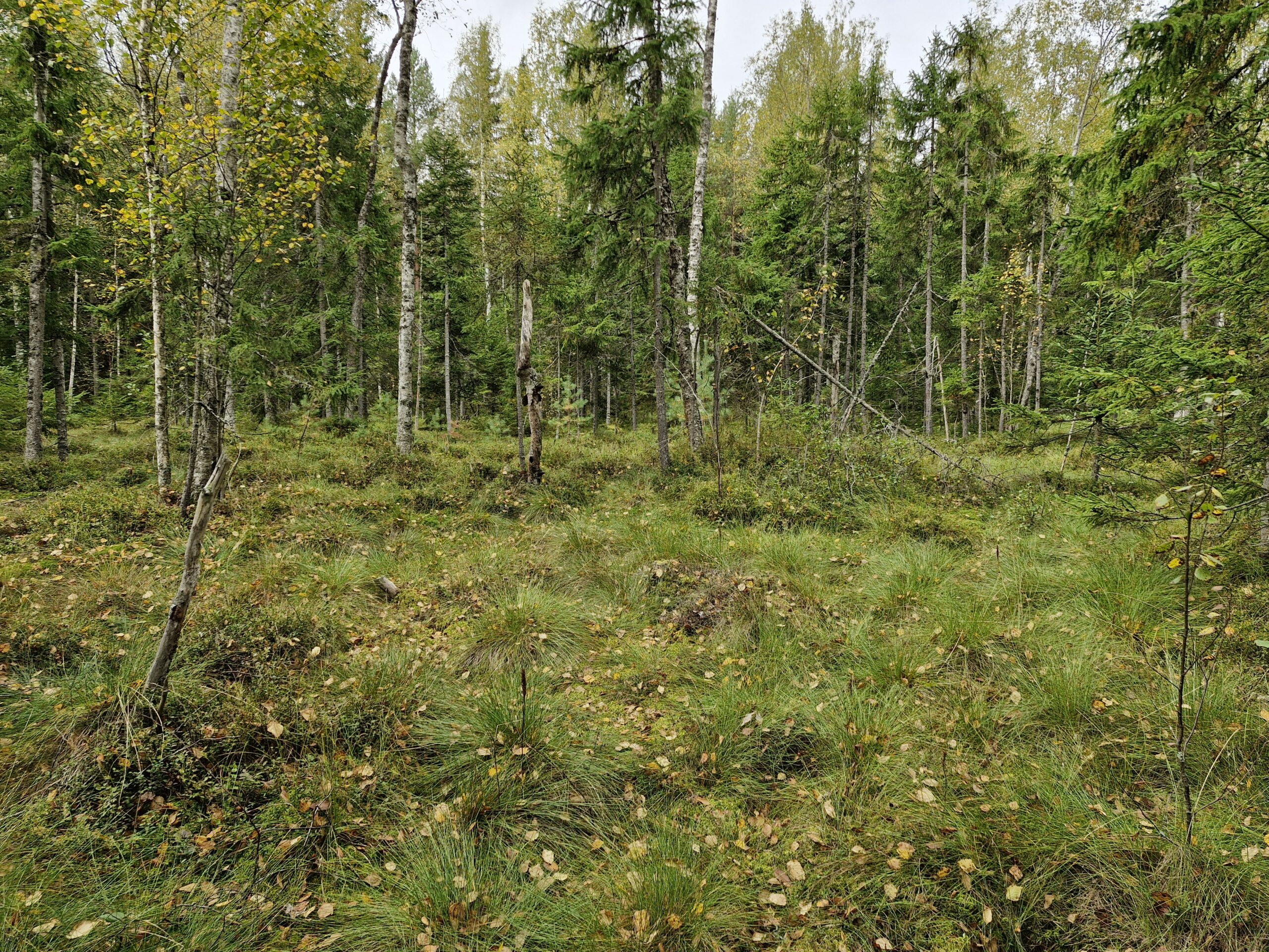 Tremanskärr hör till de största myrmarkerna i Esbo. Naturskyddsområdet utvidgas tack vare skyddet av Spångkärret. Foto: Tia Lähteenmäki