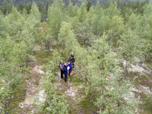 Vårtbjörken sprider sig till norra Finland