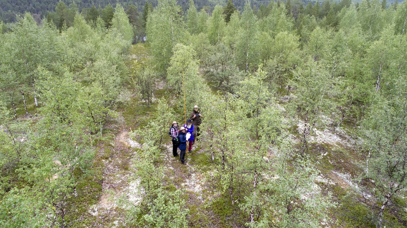 Forskare mäter björkarnas tillväxt i Utsjoki i Sápmi. Foto: Åbo universitet