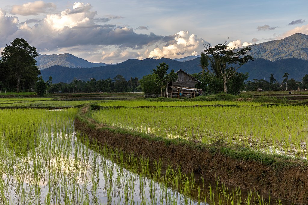 Bland annat dessa risodlingar i Laos hotas av ett uppvärmt klimat, enligt en ny vetenskaplig rapport vid Aalto-universitetet. Foto: Wikimedia Commons / Basile Morin
