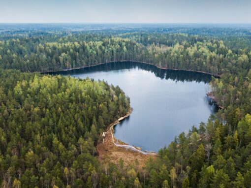 Klimatpanelen kräver minskade skogsavverkningar