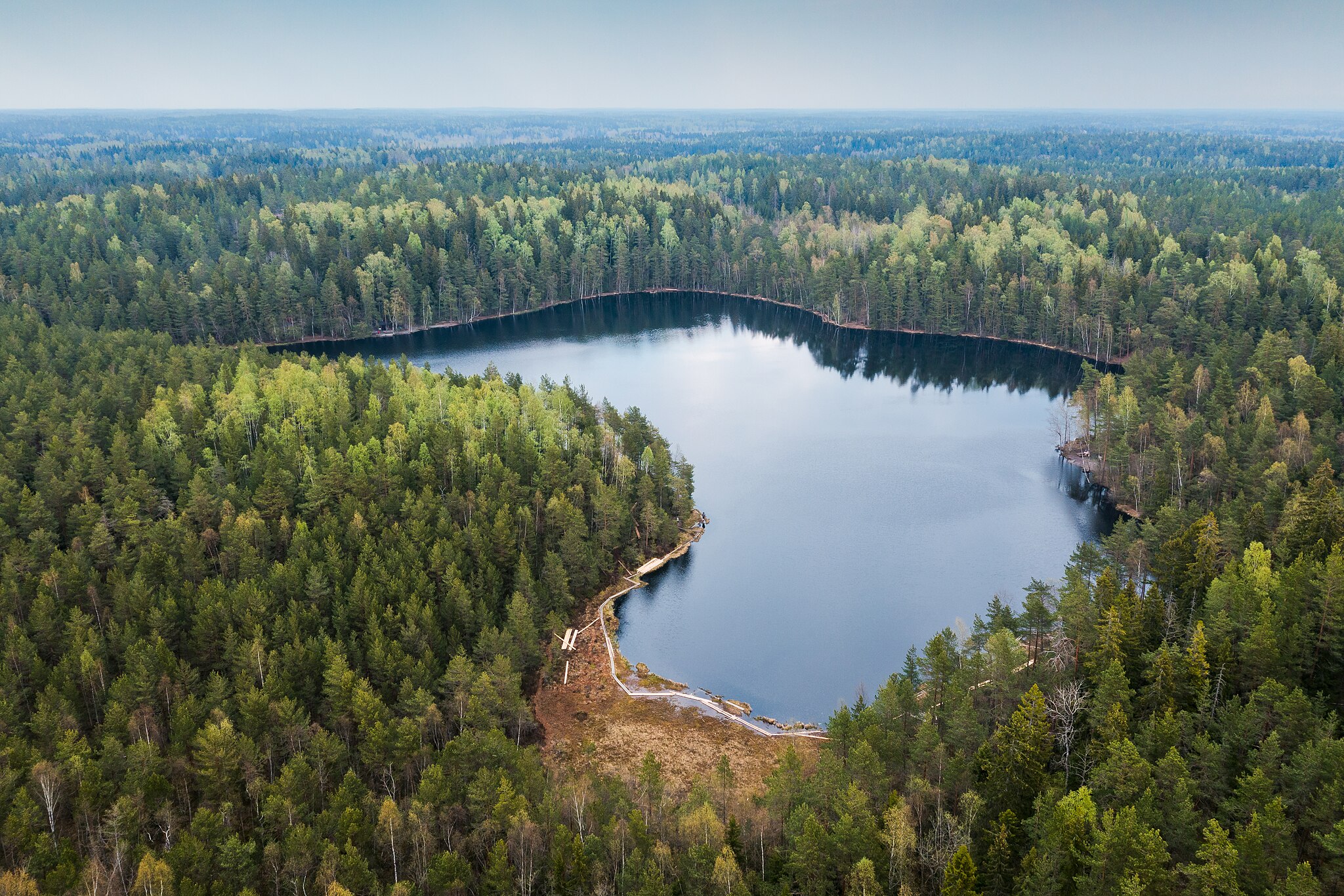 Skogsskyddet måste stärkas om Finland vill uppnå sina klimatåtaganden inom EU, skriver Finlands klimatpanel i ett uttalande. Foto: Wikimedia Commons / Simo Räsänen