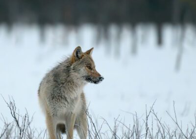 EU sänker vargens skyddsstatus