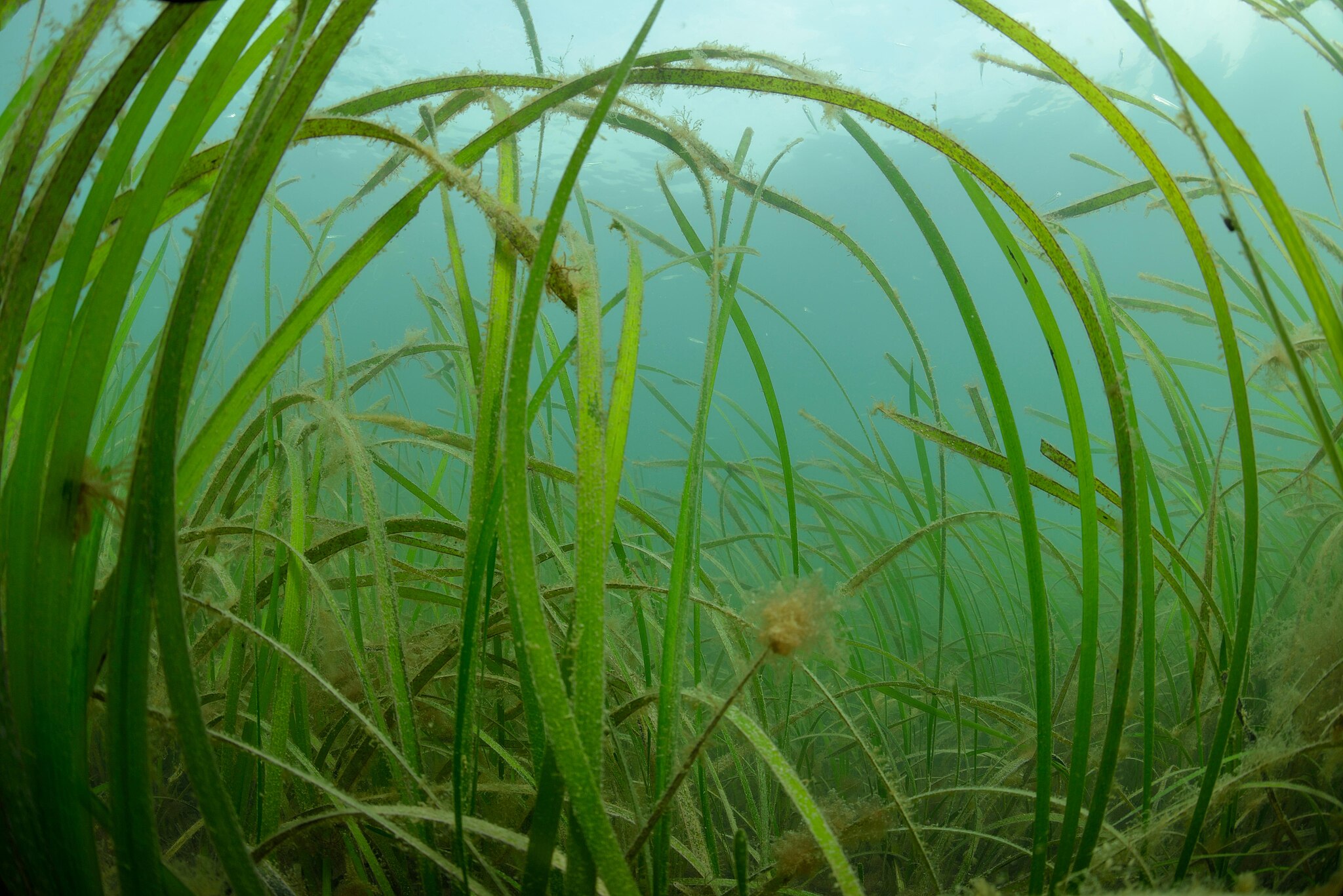 Ålgräset är en hotad nyckelart som bidrar till biologisk mångfald i Östersjön. Foto: Wikimedia Commons / Olivier Dugornay