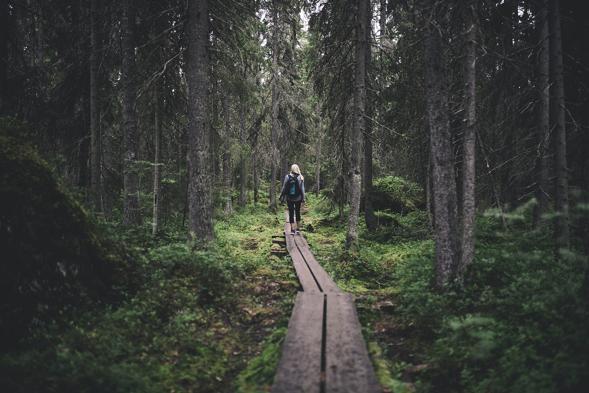 Omkring 12 procent av de nya naturskyddsområdena i Österbotten stärker skogsskyddet. Foto: Öjens naturstig i Vasa / Wikimedia Commons / Alexander Horn