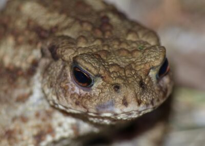 Paddan – naturens vårtiga fulsnygging