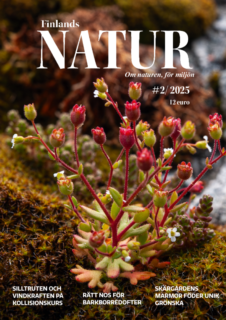 pärmbild, Finlands Natur 2/25