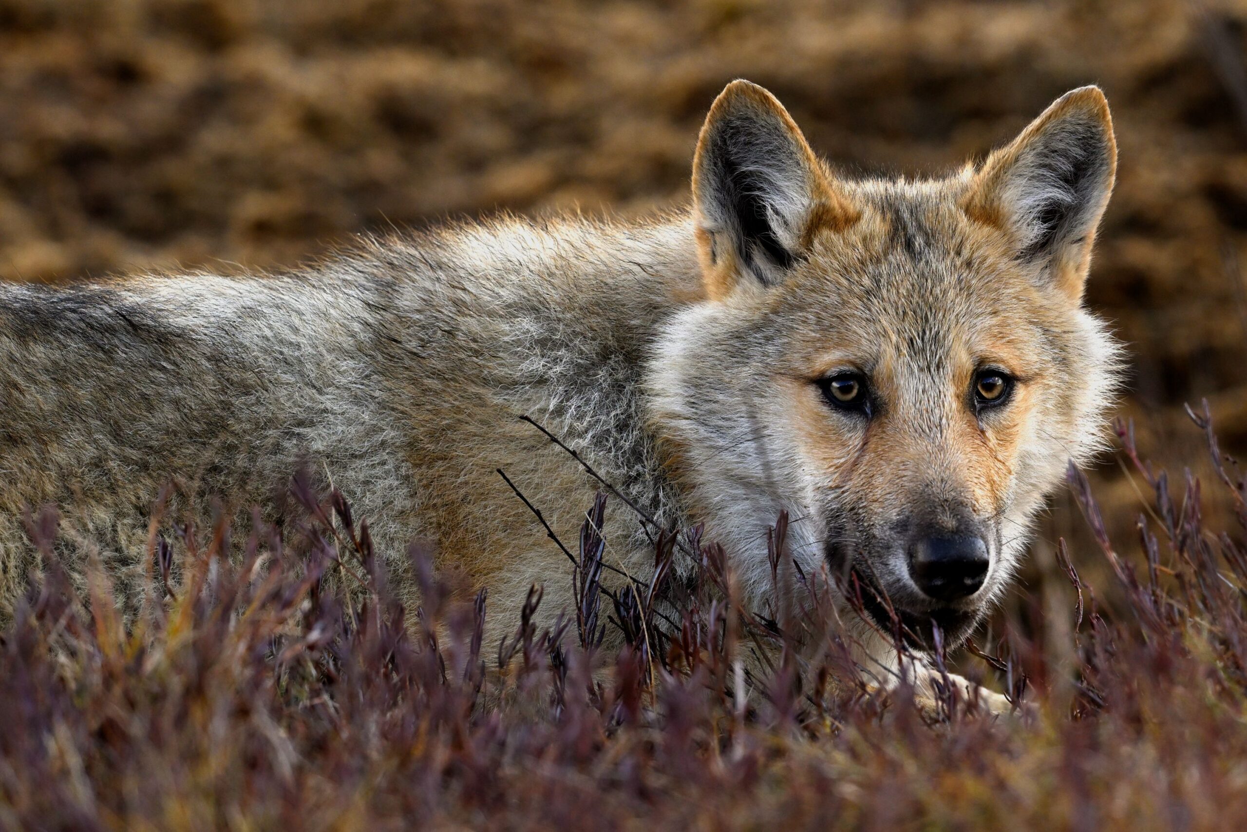 EU:s beslut kan ha ödesdigra konsekvenser för den finska vargstammen. Foto: Mats Westerbom