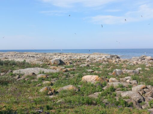Silltruten och vindkraften på kollisionskurs
