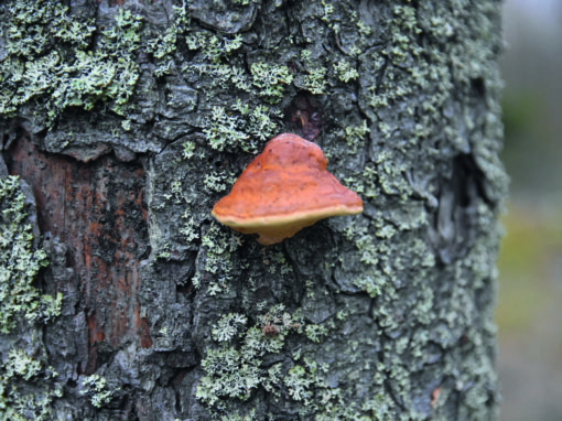 Forskare: Dags att ”återförvilda” skogen
