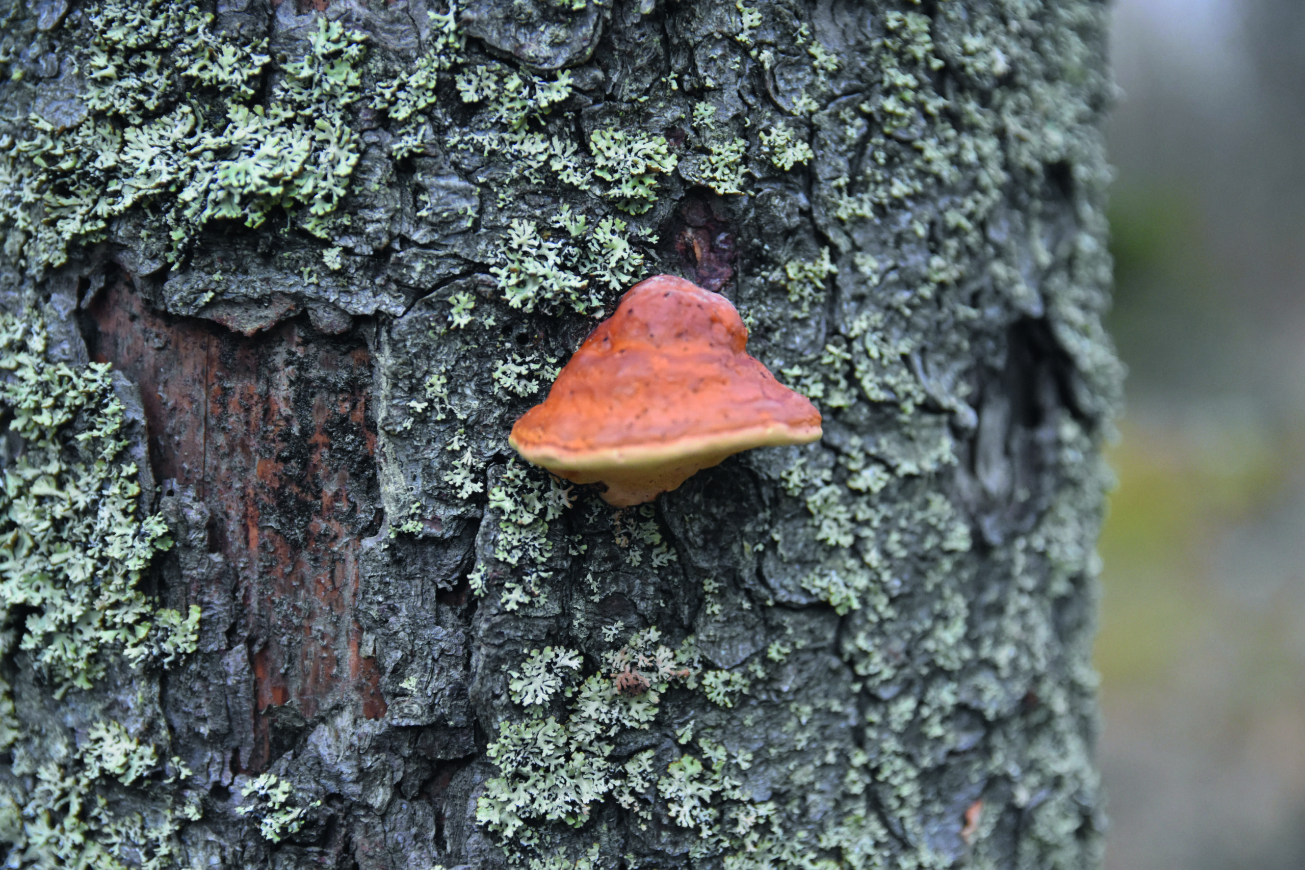 Förvildning av skogen gynnar framväxten av sällsynta tickor och svampar. Foto: Mikael Sjövall