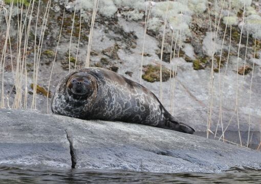 Saimenvikaren är äldre än själva Saimen