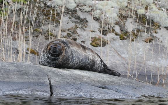 Ny forskning visar att saimenvikarens genetiska arvsmassa skiljer sig avsevärt från andra arktiska vikare. Foto: Mervi Kunnasranta