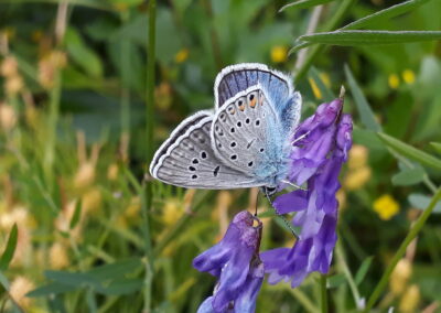 Få pollinerare denna sommar