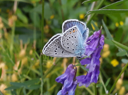 Få pollinerare denna sommar